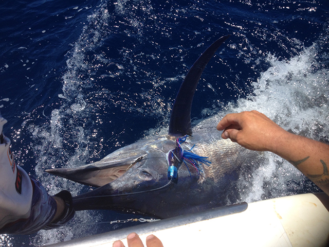 ANGLER: Scott MacGowan SPECIES: Black Marlin WEIGHT: Est.170 kgs LURE: JB Lures, 10" Ripper